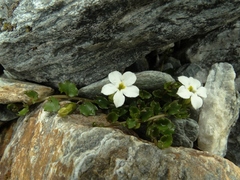Lobelia glaberrima