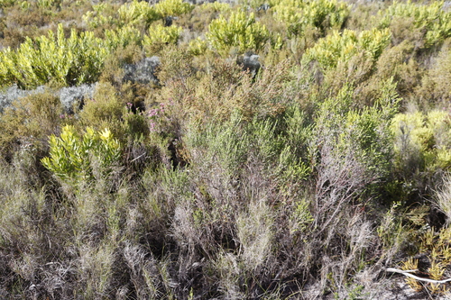 Image of Ridgeseed Heath (Erica axillaris) by (c) Tony Rebelo, some rights reserved (CC BY-SA)