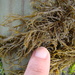 Scytothamnus australis - Photo (c) Lisa Bennett,  זכויות יוצרים חלקיות (CC BY), הועלה על ידי Lisa Bennett
