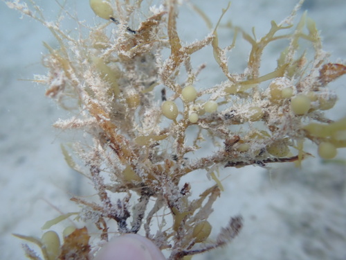Sargassum bermudense observed 2023-07-08