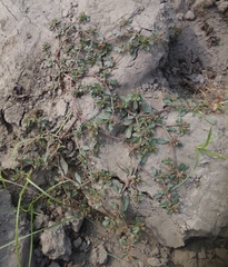 Glinus oppositifolius