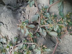 Glinus oppositifolius