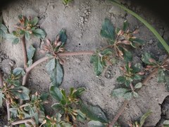 Glinus oppositifolius