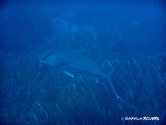 Seriola dumerili