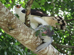 Spizaetus melanoleucus