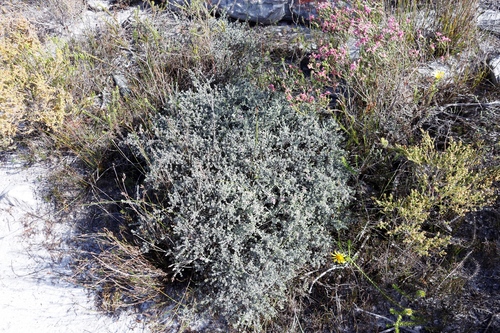 Image of Amphithalea ericifolia by (c) Tony Rebelo, some rights reserved (CC BY-SA)