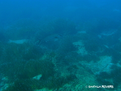 Seriola dumerili