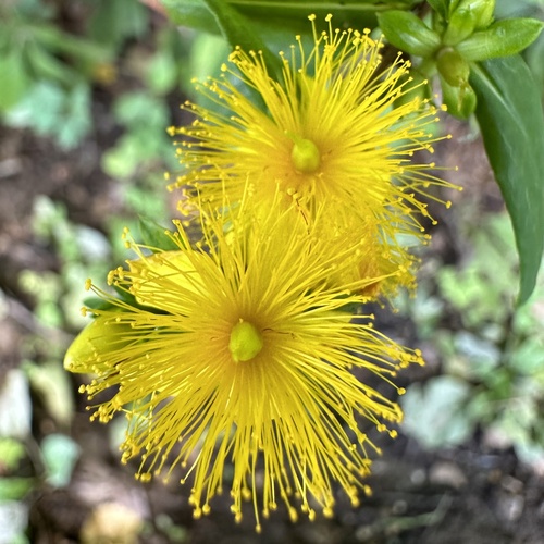 Shrubby St. Johnswort (Hypericum prolificum)