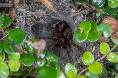 Hexathele kohua