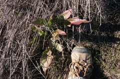 Limonium californicum