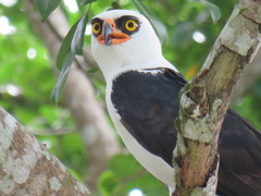 Spizaetus melanoleucus