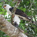 Águila Albinegra - Photo (c) juanflores, algunos derechos reservados (CC BY-NC), subido por juanflores