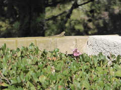 Sceloporus occidentalis