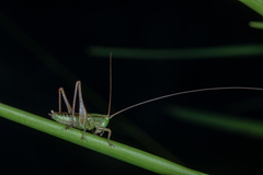 Conocephalus semivittatus