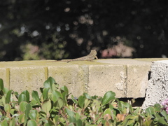 Sceloporus occidentalis