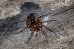 Hexathele kohua