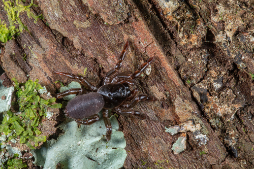 Migidae