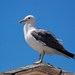 Larus californicus californicus - Photo (c) David Renoult, some rights reserved (CC BY-NC), uploaded by David Renoult