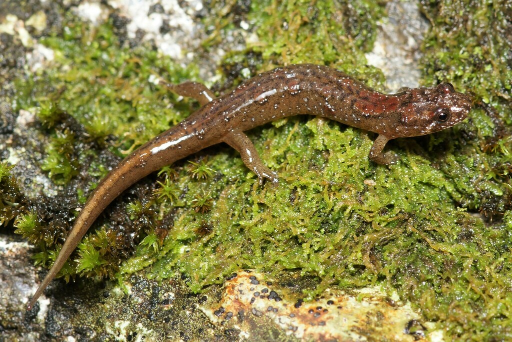 Santeetlah Dusky Salamander In July 2023 By Max Ramey · Inaturalist