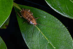 Celatoblatta vulgaris