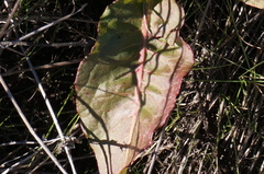 Limonium californicum