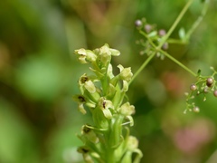 Platanthera flava
