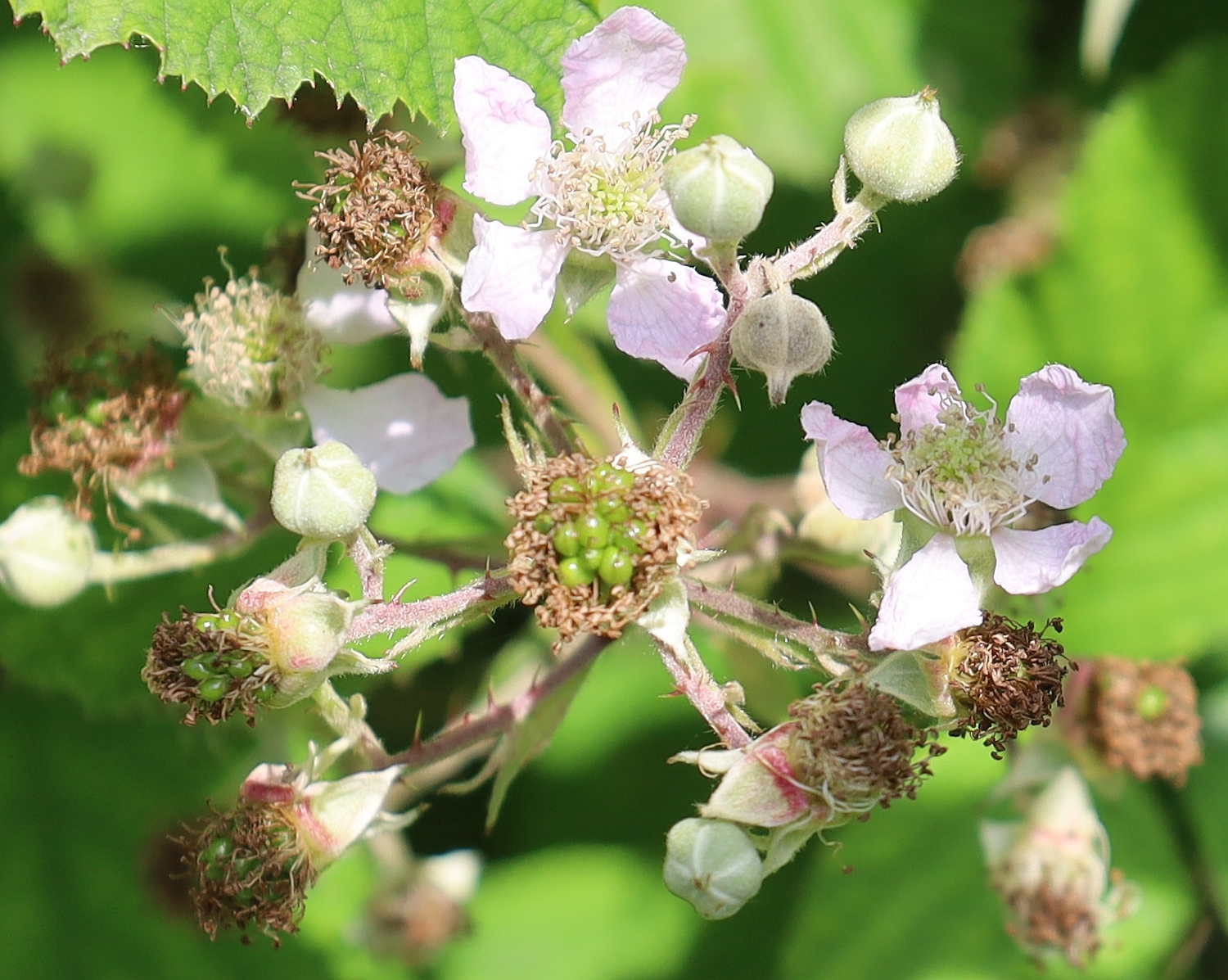 Rubus bifrons