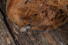 Cambridgea foliata