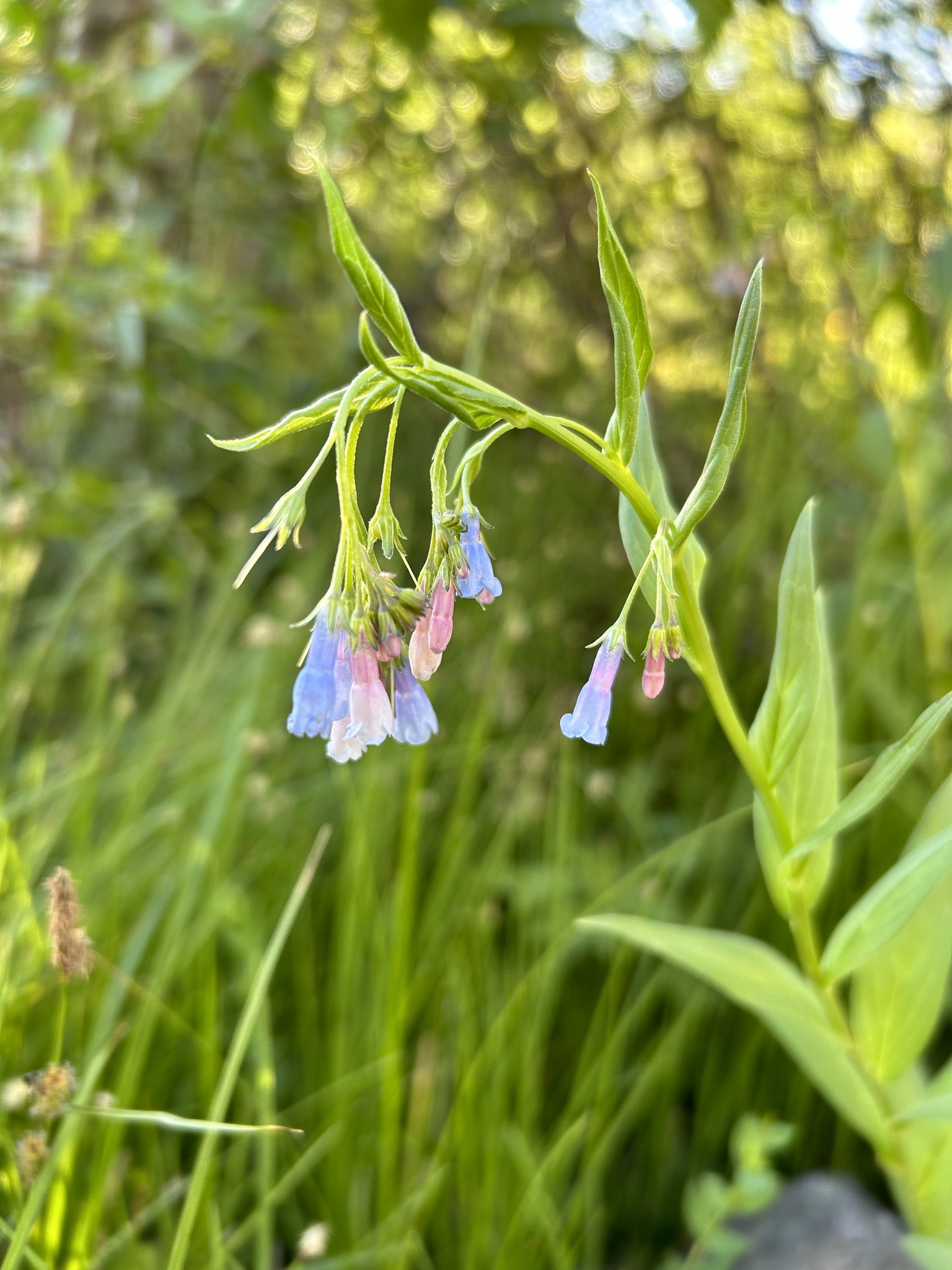 Mertensia franciscana