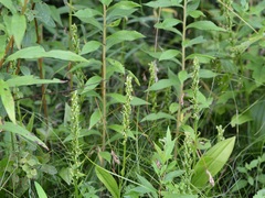 Platanthera flava