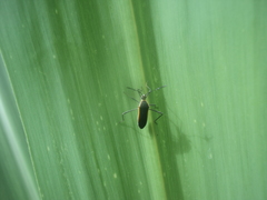 Plapigus circumcinctus