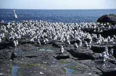 Rissa tridactyla tridactyla