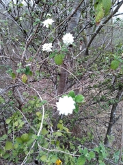 Lantana velutina