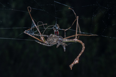 Socca pustulosa