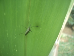 Plapigus circumcinctus