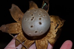 Myriostoma