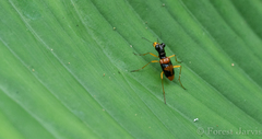Therates fasciatus
