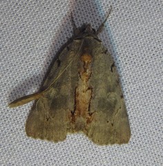 Catocala grynea