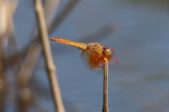Brachythemis contaminata