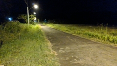 Leptodactylus validus