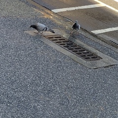 Columba livia domestica