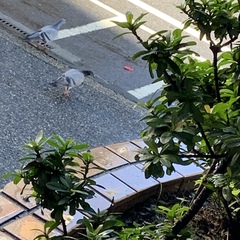 Columba livia domestica