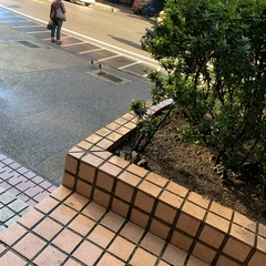 Columba livia domestica