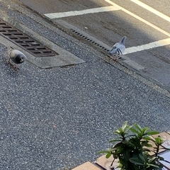 Columba livia domestica