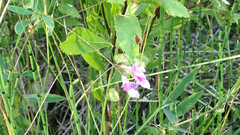 Lathyrus palustris