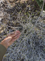 Ruellia californica peninsularis