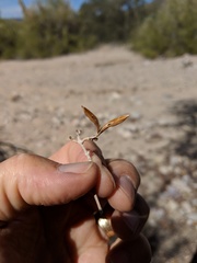 Ruellia californica peninsularis