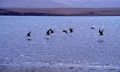 Rynchops niger cinerascens