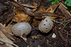 Myriostoma