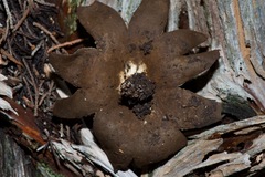 Myriostoma